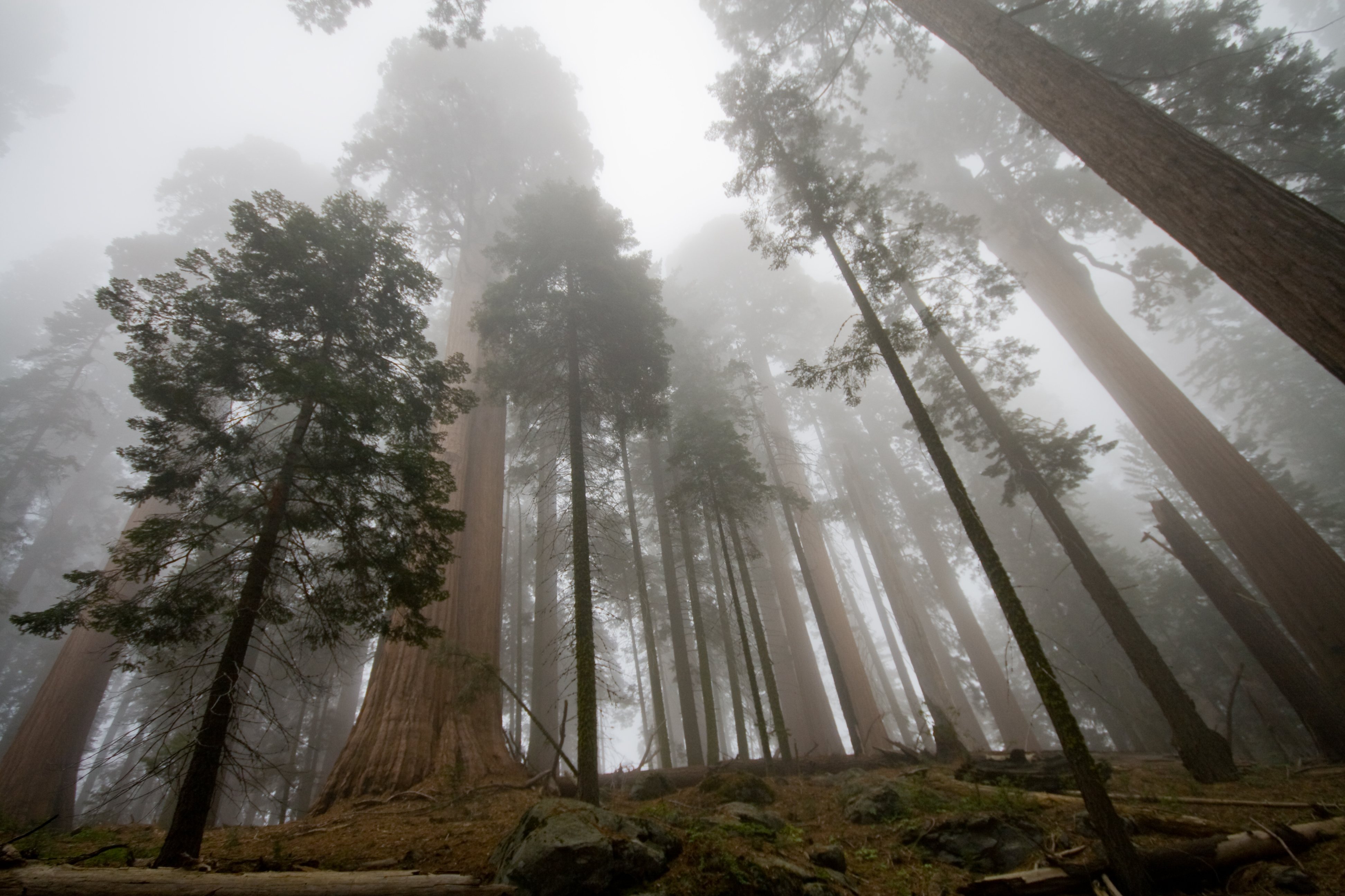 Лес огромное богатство. Секвойя дерево. Гигантская Секвойя дерево. Сан Франциско лес секвой. Парк Секвойя Калифорния.